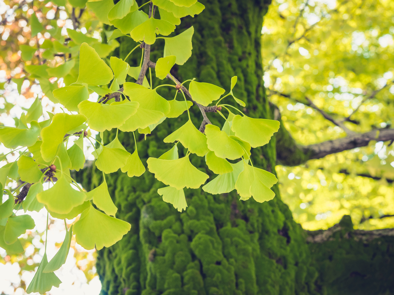 Ginko Tree with Green Leaves