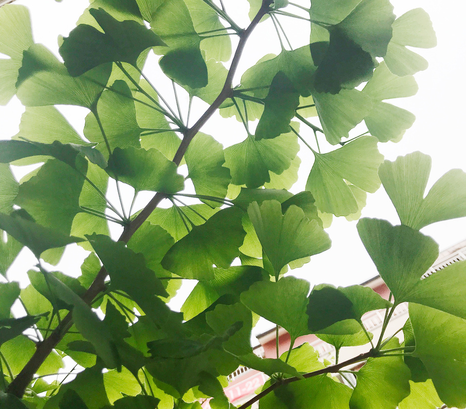 Green Leaves on a Ginko Tree 