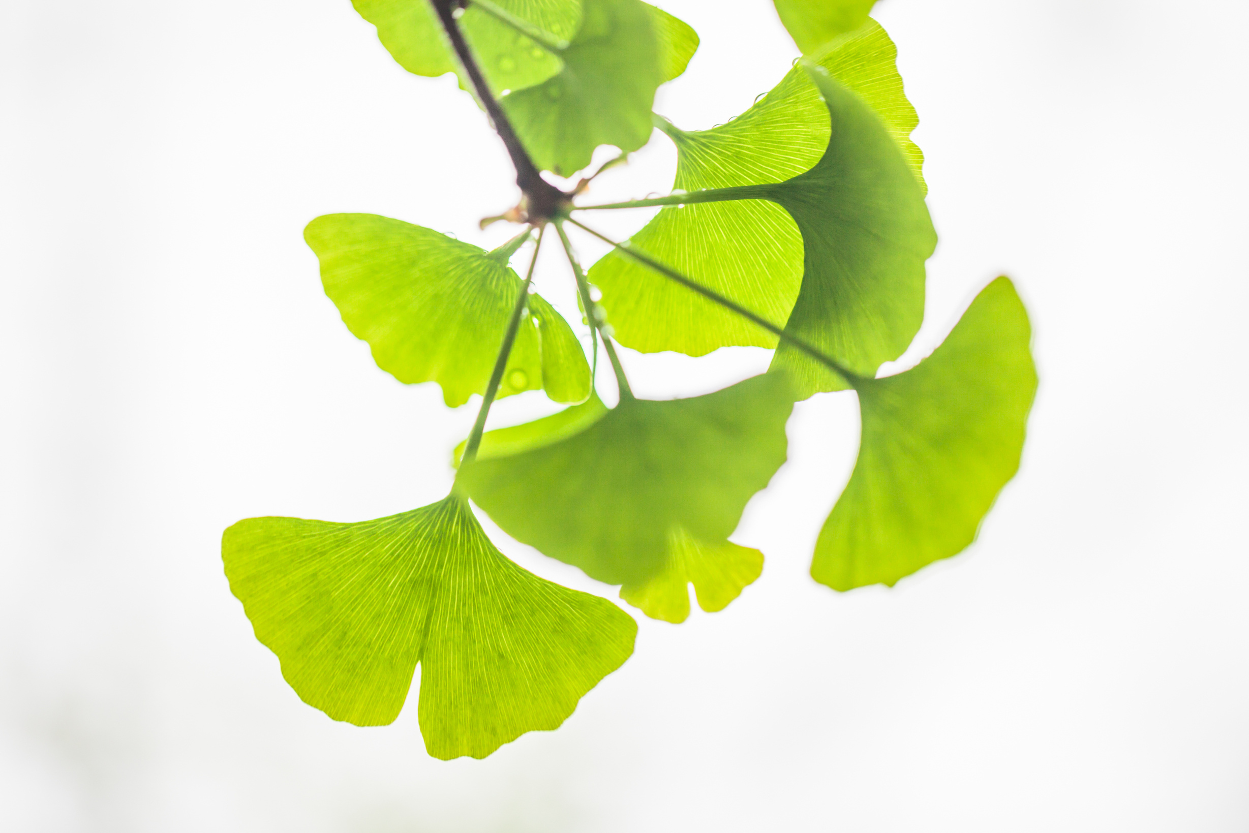 ginkgo leaves